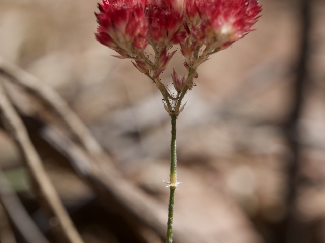 polycarpaea longiflora