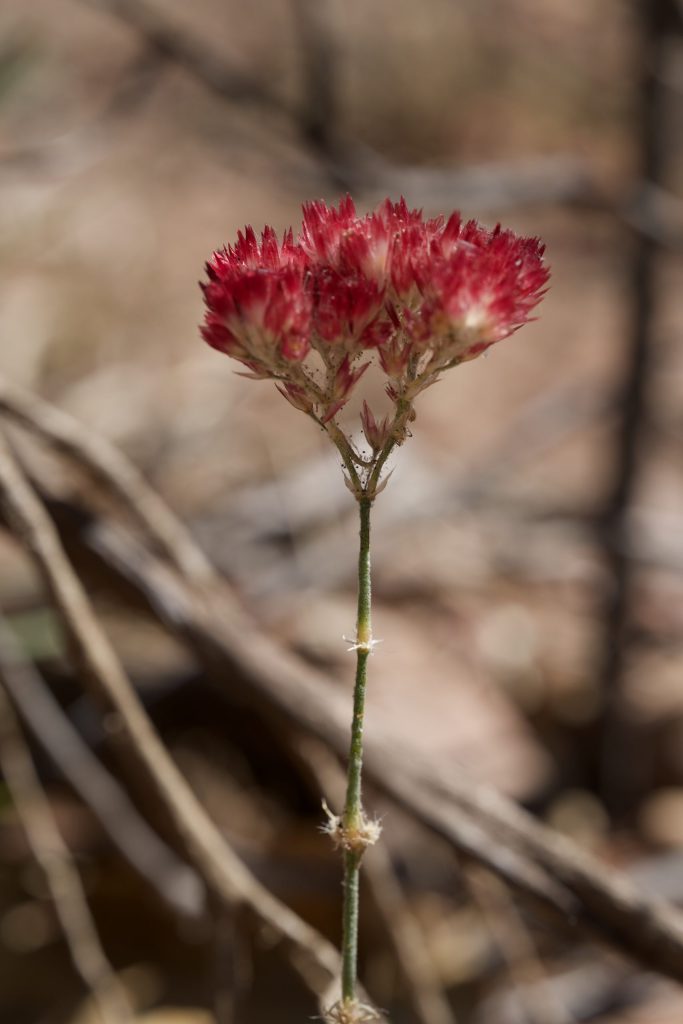 polycarpaea longiflora