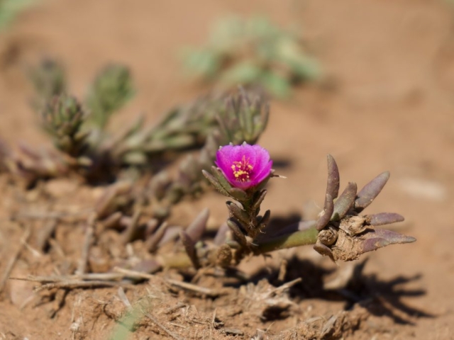 portulaca pilosa Kununurra WA