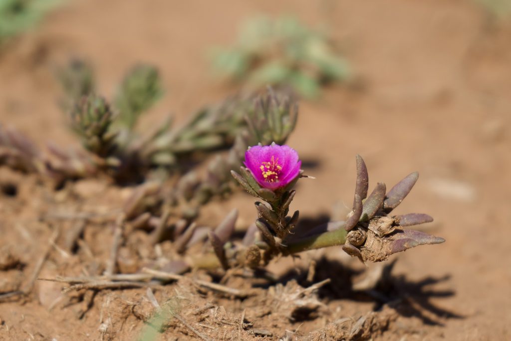 portulaca pilosa Kununurra WA
