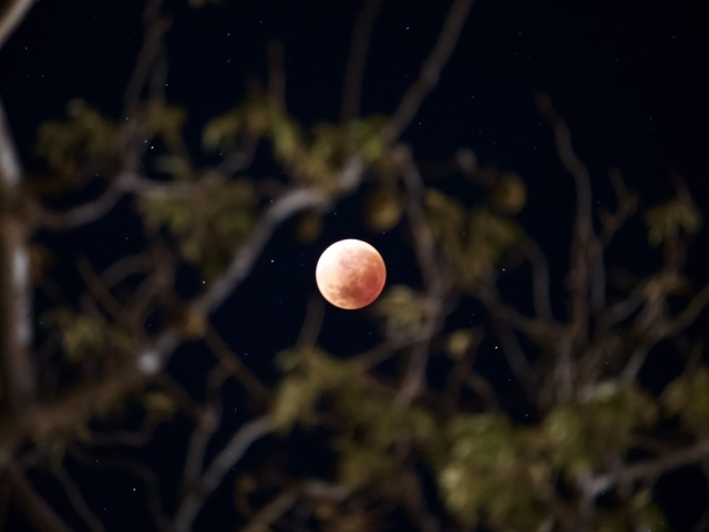 red moon eclipse through the Big boab Kununurra WA September 2026
