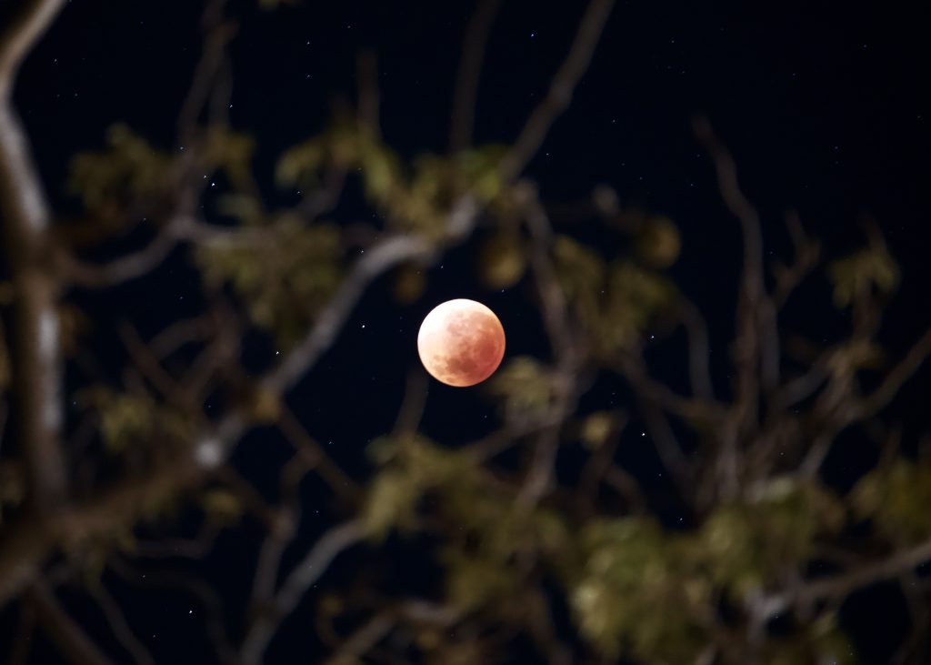 red moon eclipse through the Big boab Kununurra WA September 2026