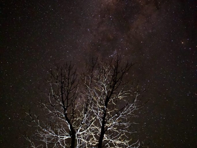 september night sky with boab