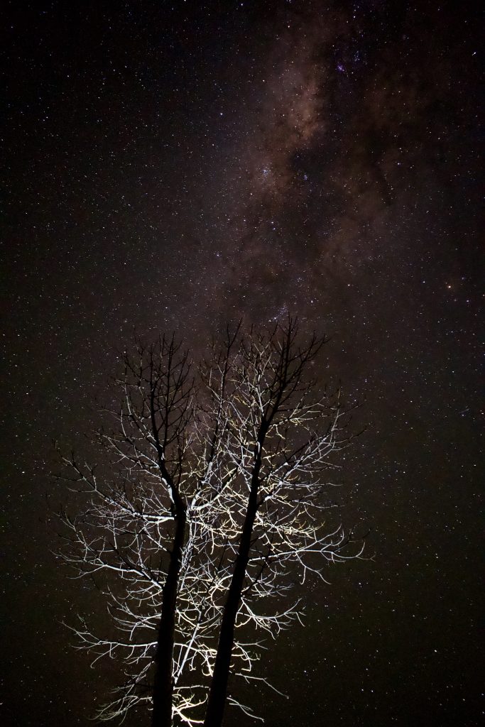 september night sky with boab
