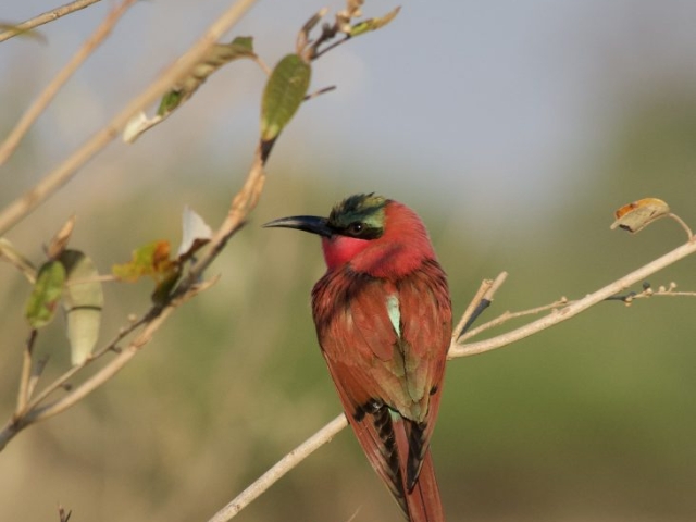 southern carmine bee eater in botswana