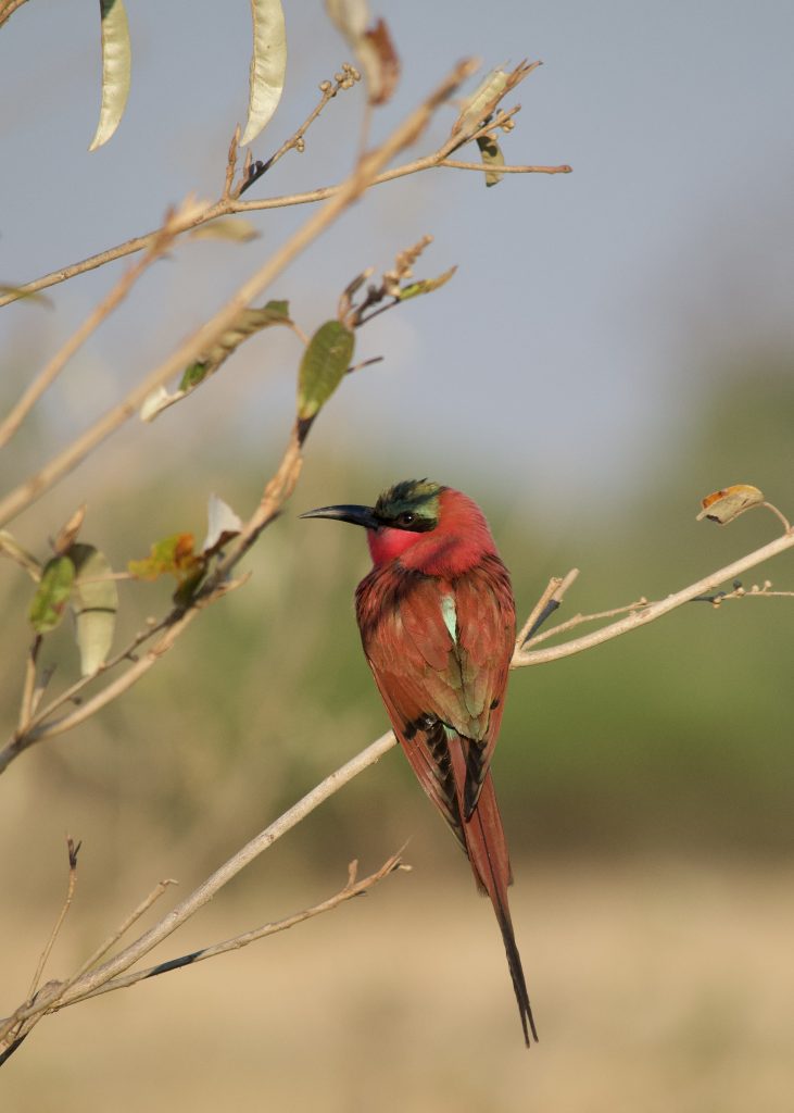southern carmine bee eater in botswana