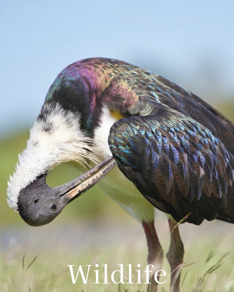 straw necked ibis