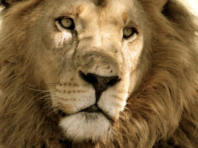 Portrait of a large male lion