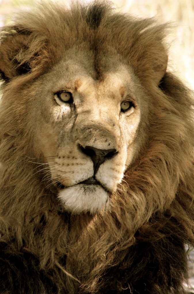 Portrait of a large male lion