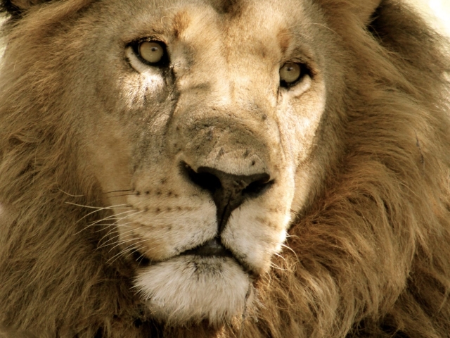 Portrait of a large male lion