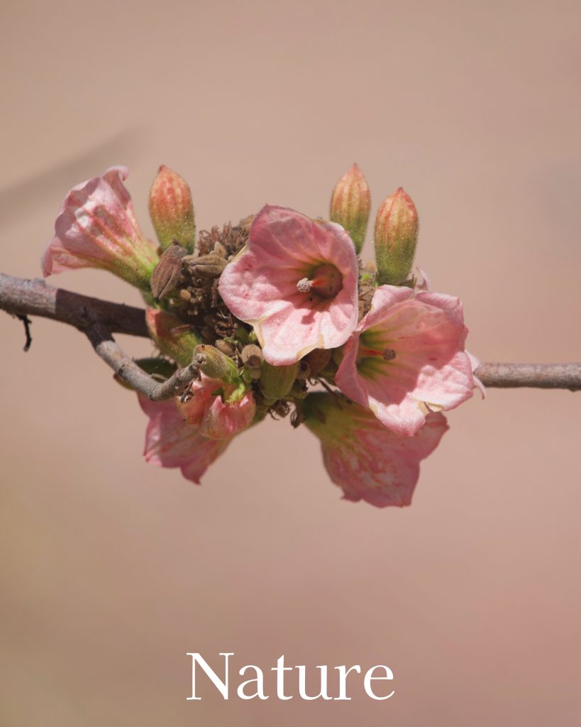 top end flower