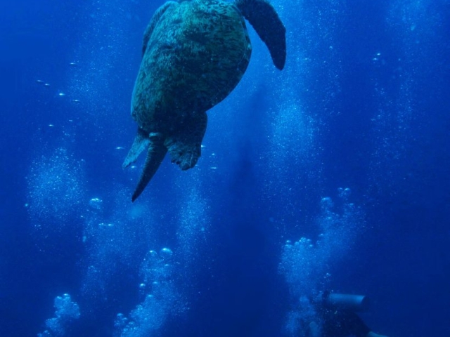 a large turtle swims over diver in Lombok Indonesia