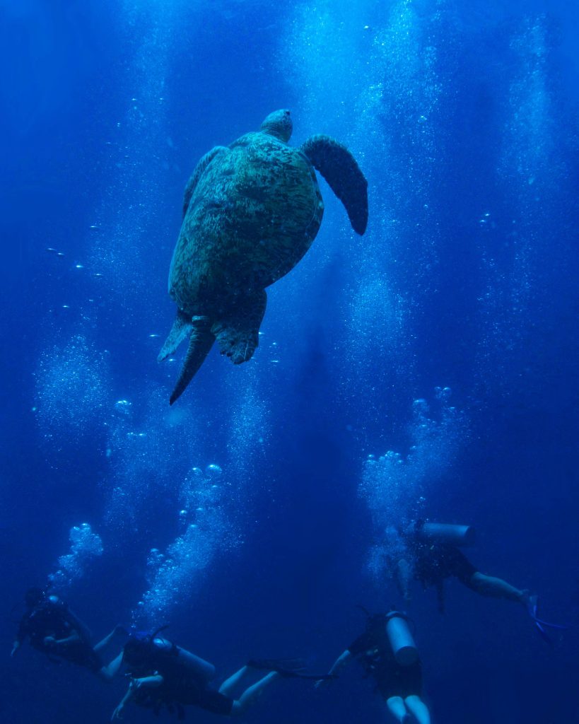 a large turtle swims over diver in Lombok Indonesia