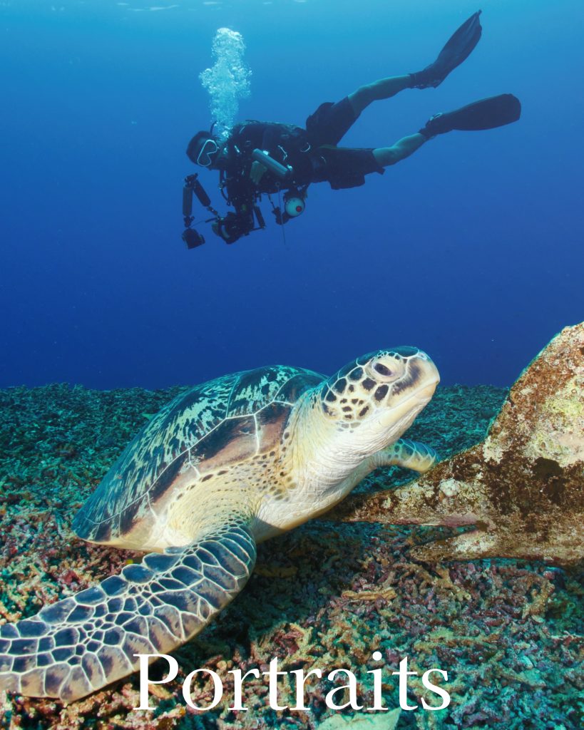 turtle and diver (1)