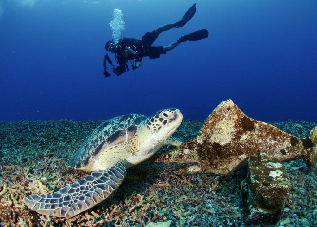 turtle and diver