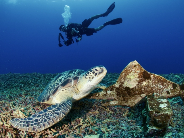 turtle and diver