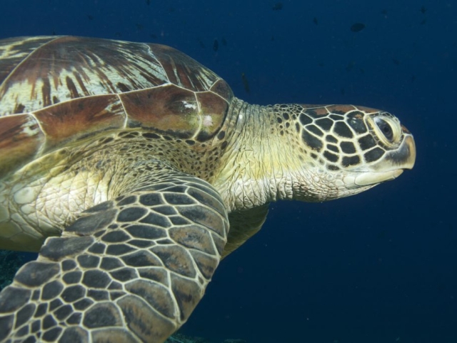 turtleprofile