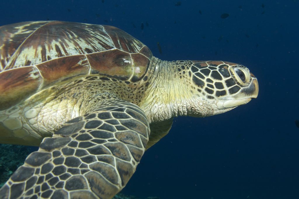 turtleprofile