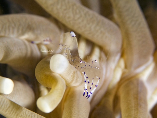 clearshrimp off the Gili Islands Indonesia