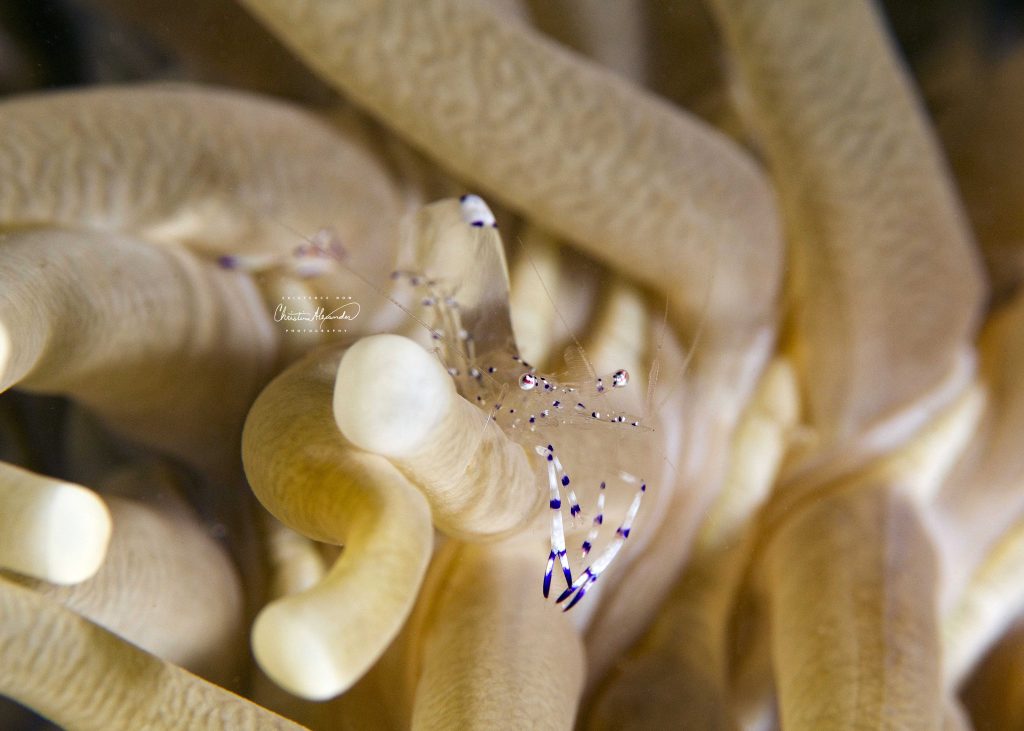 clearshrimp off the Gili Islands Indonesia