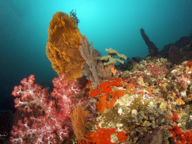 deep turbo reefscape in Lombok Indonsia