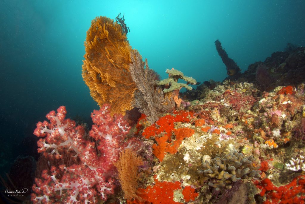 deep turbo reefscape in Lombok Indonsia