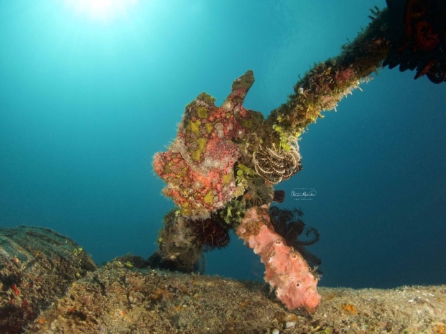 frogfish in lombok Indonesia