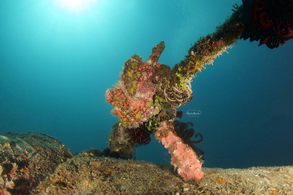 frogfish in lombok Indonesia