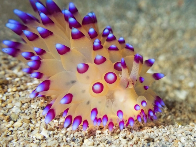 Large Nudibranch