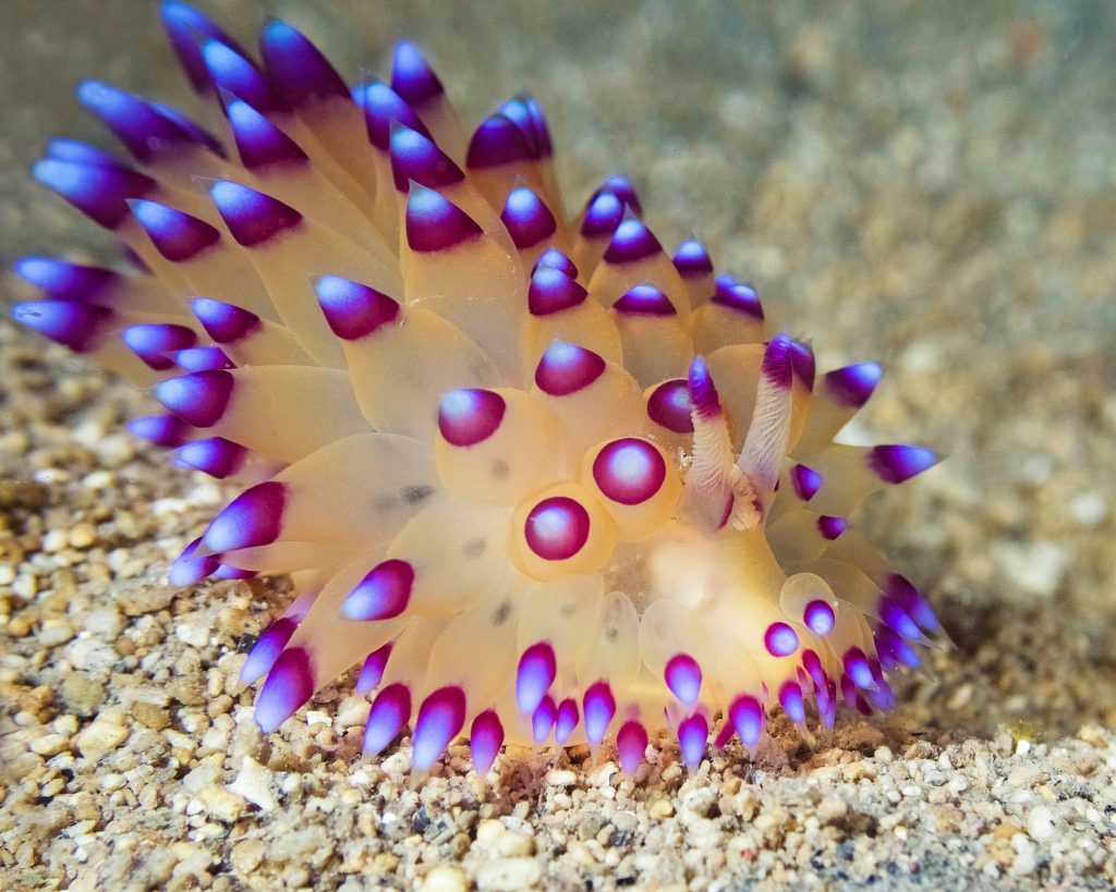 Large Nudibranch