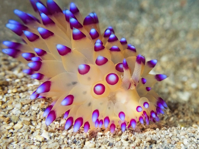 Large Nudibranch