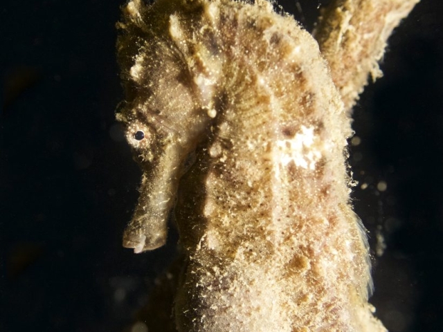 Seahorse closeup in Lombok Indonesia