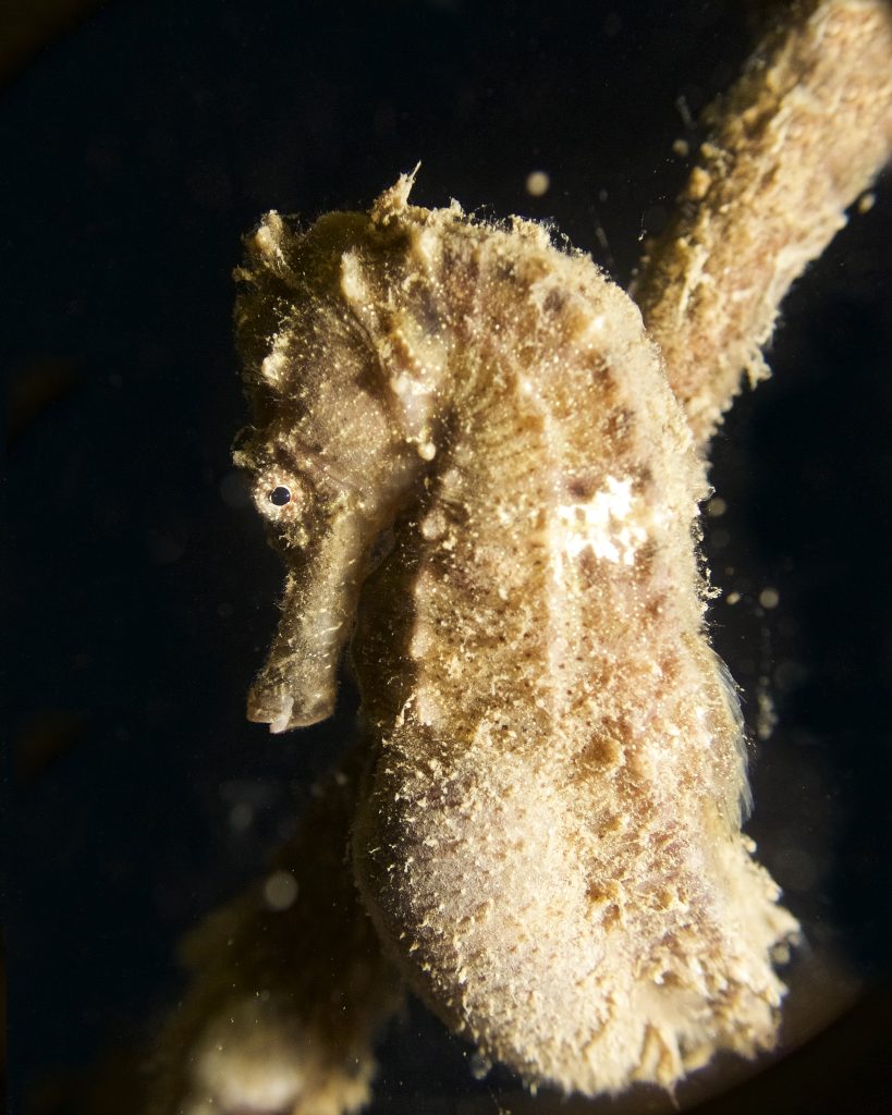 Seahorse closeup in Lombok Indonesia