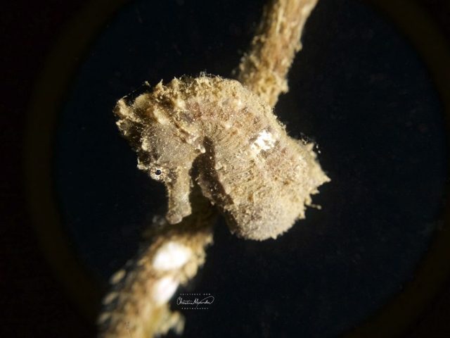 seahorse in Koda Lombok Indonesia