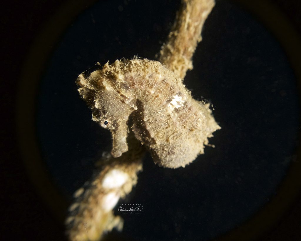 seahorse in Koda Lombok Indonesia