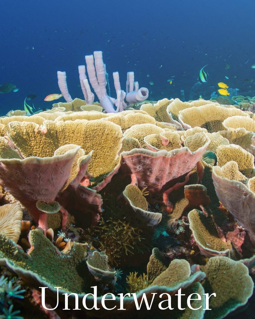seascape turtleheaven
