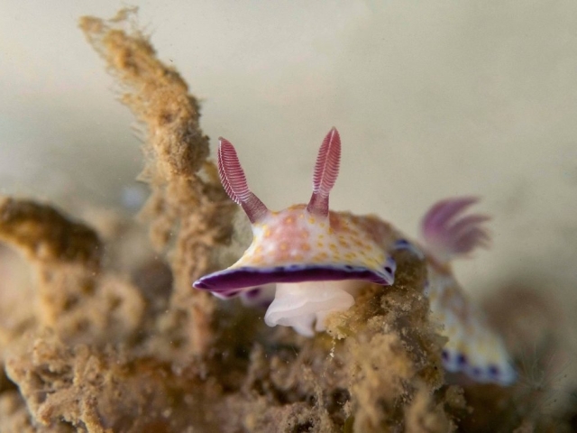 white and purple nudibranch