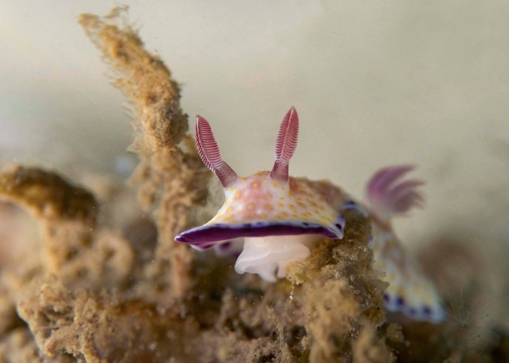 white and purple nudibranch
