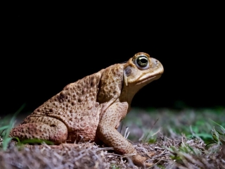 cane toad