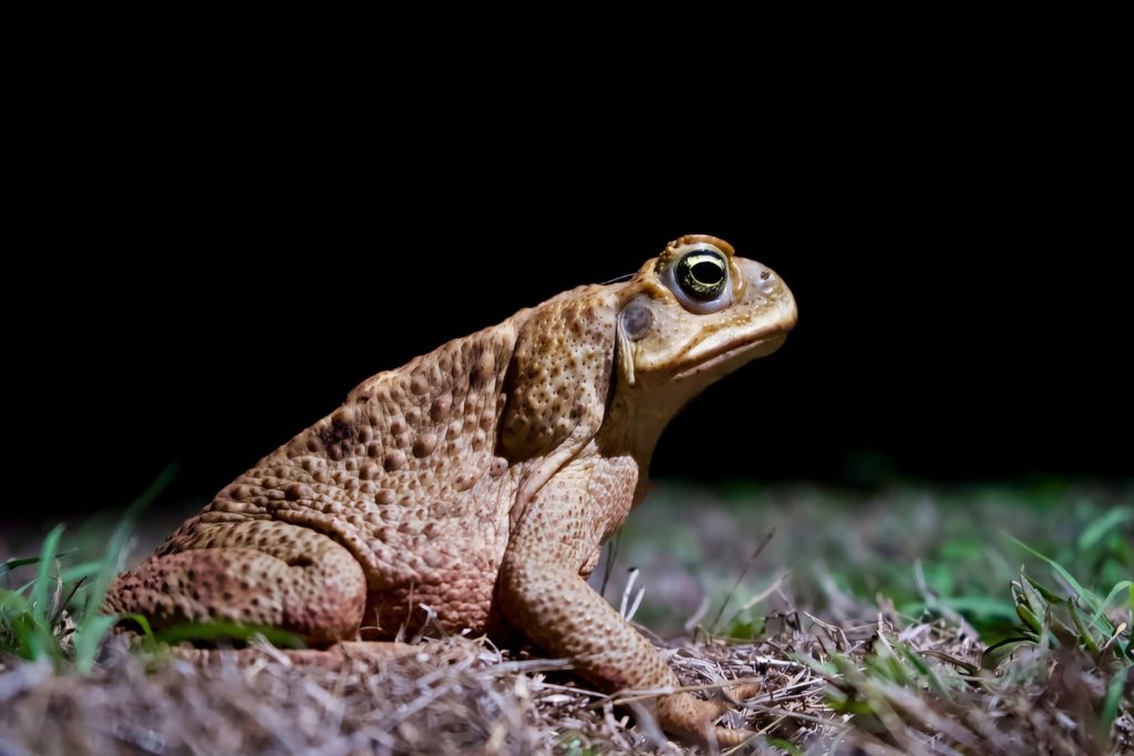 cane toad