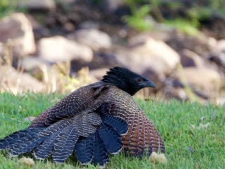 Wild pheasant resting on grass with blurred rocky background