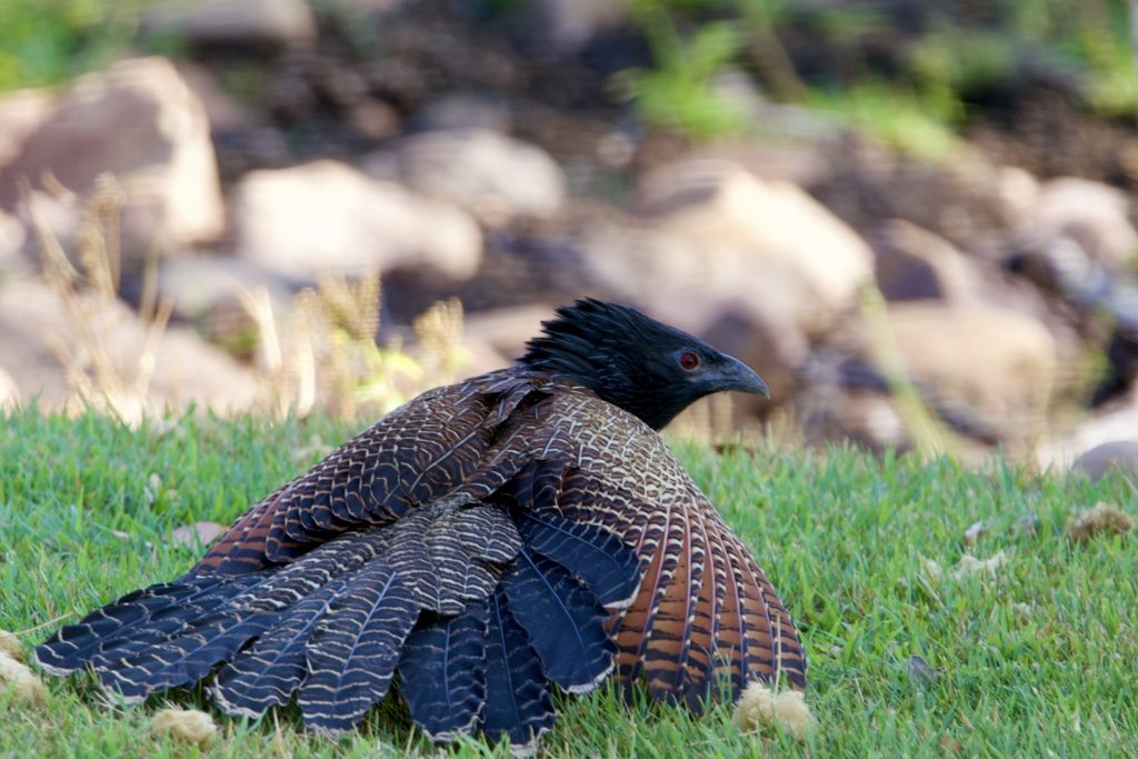 Wild pheasant resting on grass with blurred rocky background